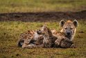 023 Masai Mara, gevlekte hyenas